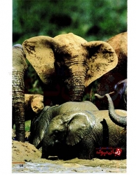 کتاب های نشنال جئوگرافیک Happy Elephants